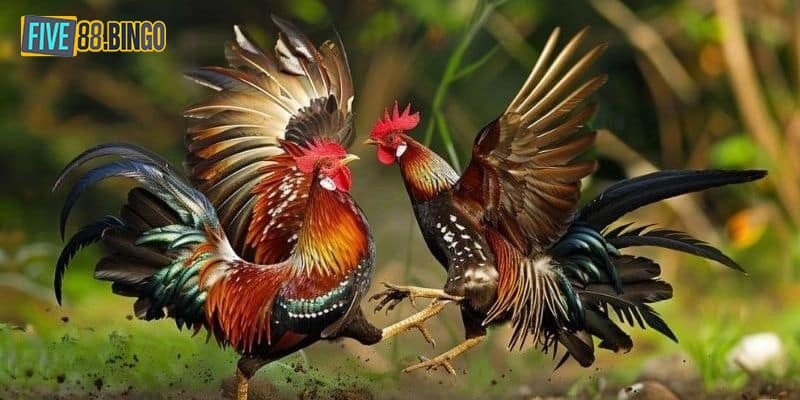 Top 2 hình thức chơi đá gà Five88 phổ biến nhất