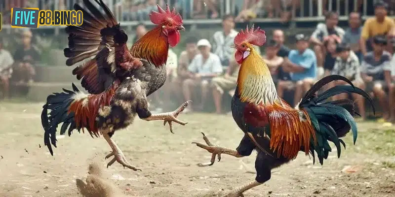 Sơ lược về đá gà Thomo